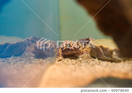 Leopard gecko Leopard gecko 99978640