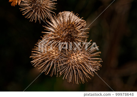 inflorescences of a burdock inflorescences of a burdock 99978648