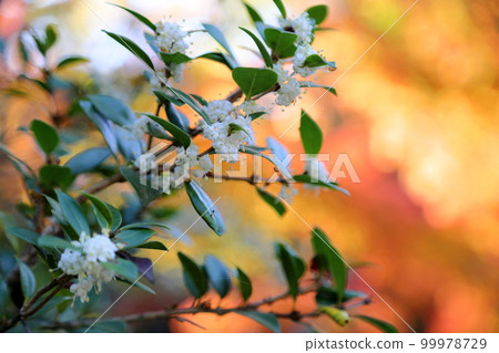 Cute holly flowers Cute holly flowers 99978729