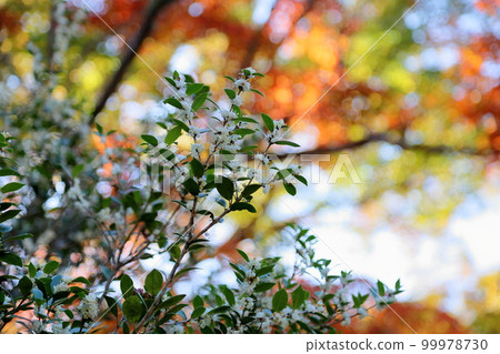 Cute holly flowers Cute holly flowers 99978730