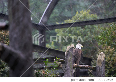 America's national bird, the bald eagle America's national bird, the bald eagle 99979696