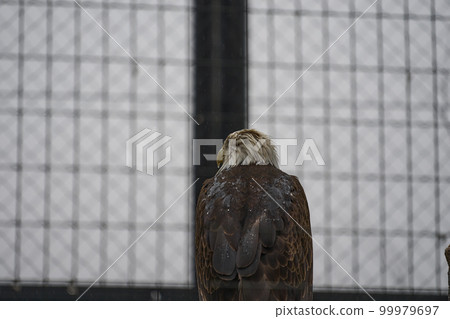 美國的國鳥,白頭鷹 美國的國鳥,白頭鷹 99979697
