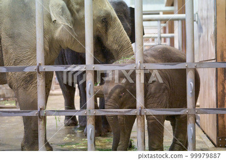 baby elephant in animal house baby elephant in animal house 99979887