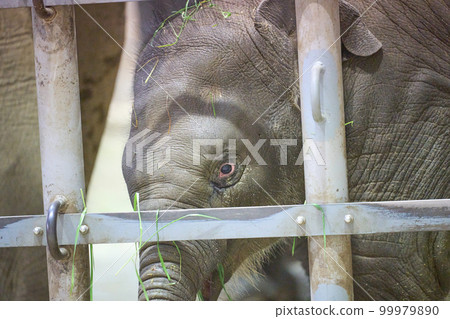 baby elephant in animal house 99979890