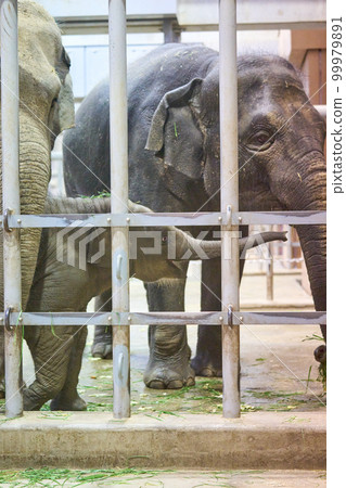 動物屋裡的小象 99979891