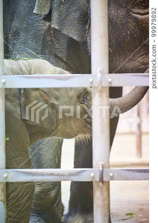 動物屋裡的小象 99979892