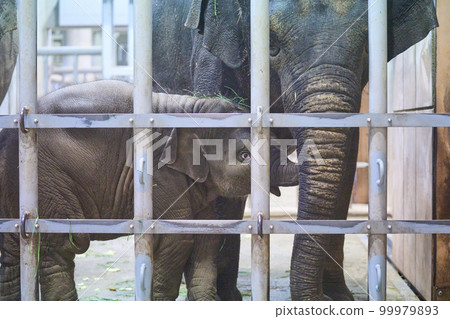 baby elephant in animal house baby elephant in animal house 99979893