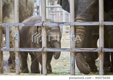 baby elephant in animal house baby elephant in animal house 99979896