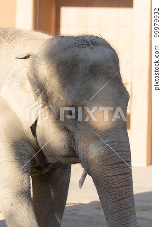 Asian elephant portrait Asian elephant portrait 99979932