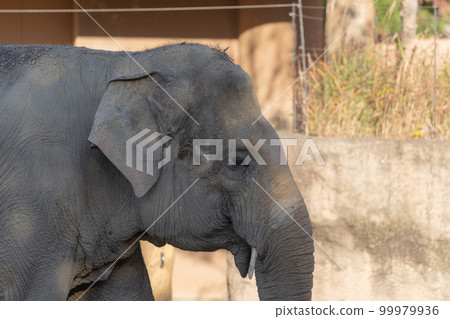 Asian elephant portrait Asian elephant portrait 99979936