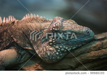 Cayman Iwa Iguana Cayman Iwa Iguana 99980193
