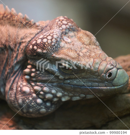 Cayman Iwa Iguana 99980194