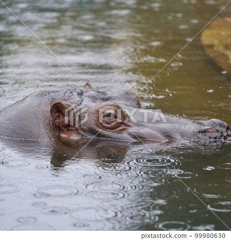 看從水錶面的河馬 看從水錶面的河馬 99980630