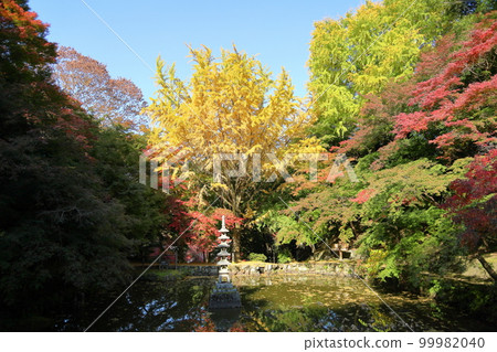 Brightly colored ginkgo leaves Yellow leaves Brightly colored ginkgo leaves Yellow leaves 99982040