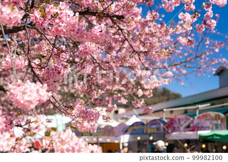 Kawazu cherry tree and blue sky Kawazu cherry tree and blue sky 99982100