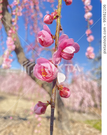 A series of plum blossoms 99982106