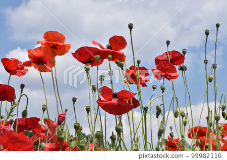 Poppies blooming with blue sky and white clouds in the background Poppies blooming with blue sky and white clouds in the background 99982110