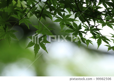 Sunlight through the fresh green 99982506