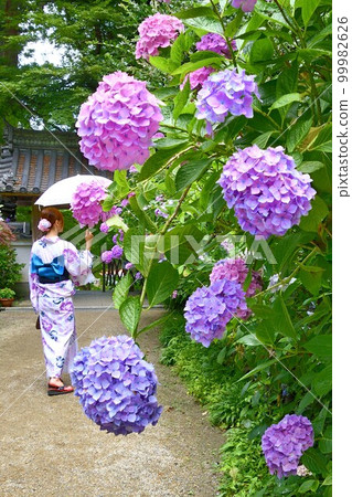 寺廟裡盛開的繡球花和浴衣的女人 99982626