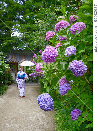 寺廟裡盛開的繡球花和浴衣的女人 寺廟裡盛開的繡球花和浴衣的女人 99982627