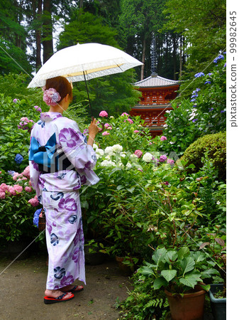 Hydrangea blooming in a temple and a woman in a yukata 99982645