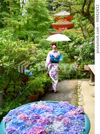 寺廟裡盛開的繡球花和浴衣的女人 寺廟裡盛開的繡球花和浴衣的女人 99982652