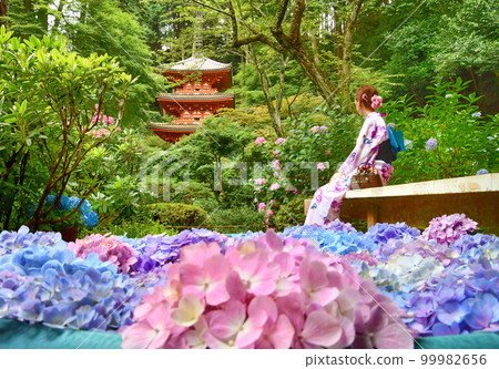 寺廟裡盛開的繡球花和浴衣的女人 寺廟裡盛開的繡球花和浴衣的女人 99982656