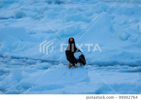 Eagle, Steller's sea eagle, Hokkaido, Sea of Okhotsk, pleasure boat, cruise ship, drift ice Eagle, Steller's sea eagle, Hokkaido, Sea of Okhotsk, pleasure boat, cruise ship, drift ice 99982764