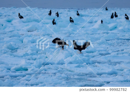 Eagle, Steller's sea eagle, Hokkaido, Sea of Okhotsk, pleasure boat, cruise ship, drift ice Eagle, Steller's sea eagle, Hokkaido, Sea of Okhotsk, pleasure boat, cruise ship, drift ice 99982782