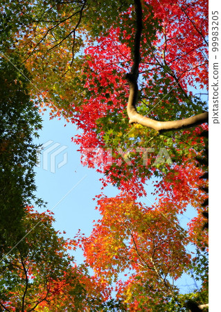 明亮的秋葉 Momiji 葉 99983205