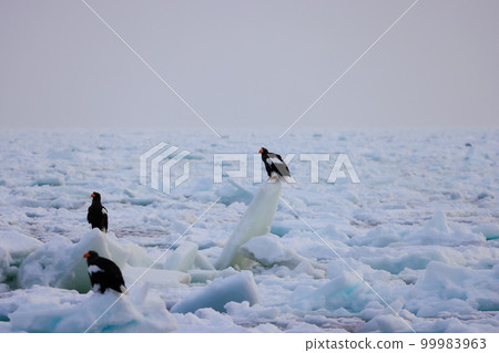 Eagle, Steller's sea eagle, Hokkaido, Sea of Okhotsk, pleasure boat, cruise ship, drift ice 99983963