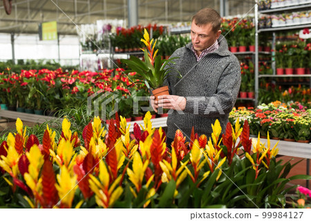 Man choosing potted flowers in garden store Man choosing potted flowers in garden store 99984127