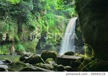 Yellow cattle waterfall 99984216