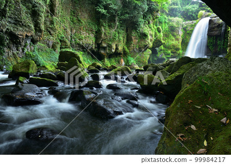 Yellow cattle waterfall Yellow cattle waterfall 99984217