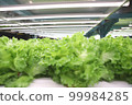 Hydroponic vegetable farm.Fresh Green vegetables(Hydroponics) background 99984285