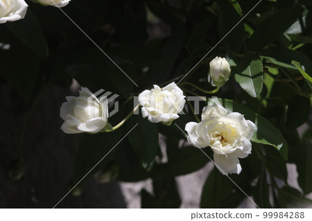 晴朗的天氣下,樹蔭下的籬笆上長滿了芬芳的重瓣白木香玫瑰(使用微距鏡頭) 晴朗的天氣下,樹蔭下的籬笆上長滿了芬芳的重瓣白木香玫瑰(使用微距鏡頭) 99984288