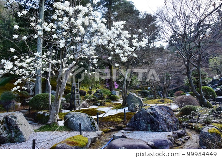 Takasaki City, Gunma Prefecture Tokumyoen/Santoku Memorial Garden Walking Path and Kobushi Flowers 99984449