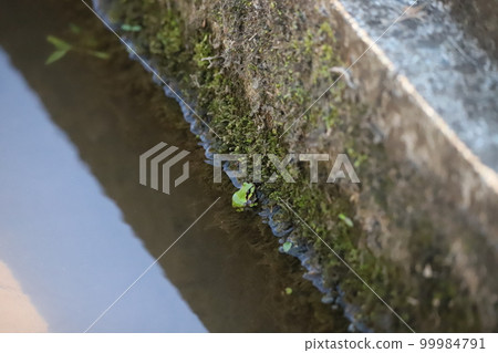 Tree frog and crab in the gutter 99984791