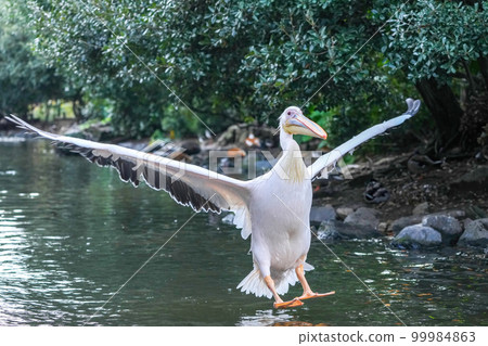 Flight scene just before the pelican hits the water 99984863