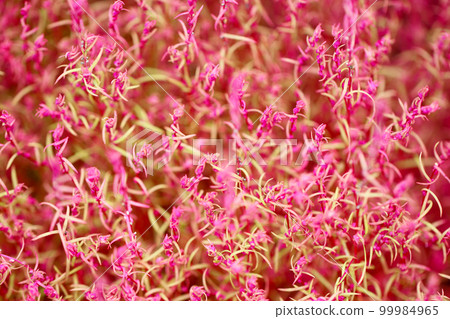 Close-up image of kochia (broom grass) turning bright pink and red in late summer. Close-up image of kochia (broom grass) turning bright pink and red in late summer. 99984965
