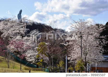 Takasaki City, Gunma Prefecture, Kannonyama Park's cherry blossoms in full bloom and Takasaki Byakui Daikannon 99985507