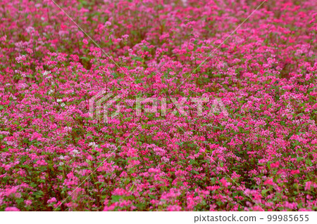 Red soba Red soba 99985655