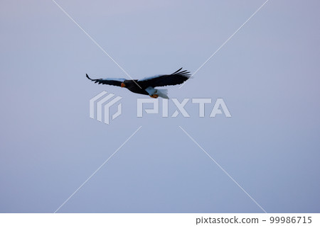 鷹，虎頭海雕，北海道，鄂霍次克海，遊船，遊輪，流冰 99986715