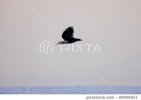 Eagle, Steller's sea eagle, Hokkaido, Sea of Okhotsk, pleasure boat, cruise ship, drift ice 99986801