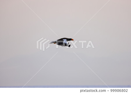 Eagle, Steller's sea eagle, Hokkaido, Sea of Okhotsk, pleasure boat, cruise ship, drift ice 99986802