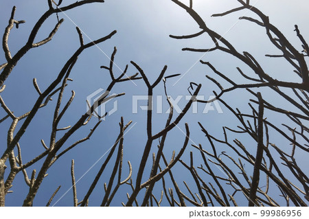 Landscape the big tree Landscape the big tree 99986956
