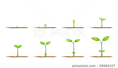 Grow plant from seed. Vector sprouts of garden tree sapling or agriculture crop plant seedling with green leaves and soil. Flower, vegetable or tree growth steps, growing stages or life cycle 99988107