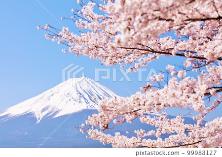 Spring Fuji in Japan and cherry blossoms 99988127