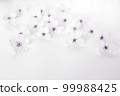 Background material of cherry blossom petals on a white background, Japanese-style cherry blossom petals, cherry blossom frame 99988425