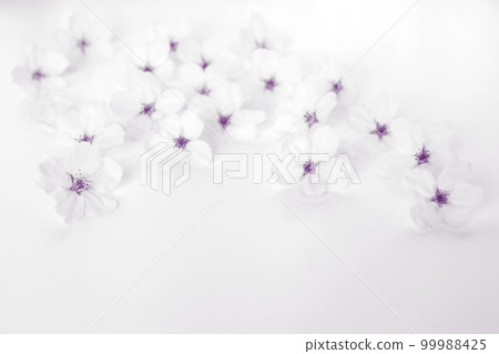 Background material of cherry blossom petals on a white background, Japanese-style cherry blossom petals, cherry blossom frame 99988425
